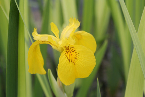 Iris Pseudacorus 'Variegata' - Yellow Flag Variegata