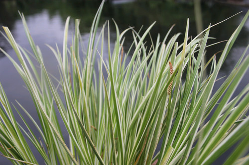 Acorus Gramineus Variegatus - Variegated Slender Sweet Flag 3 Ltr