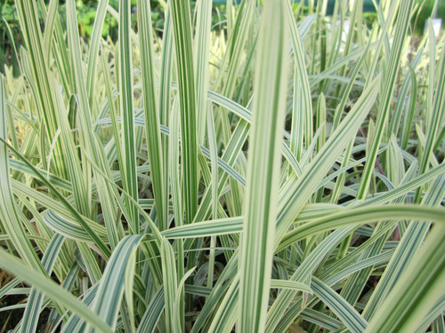 Glyceria Maxima Variegata - Variegated Reed Sweet-grass 1 Ltr