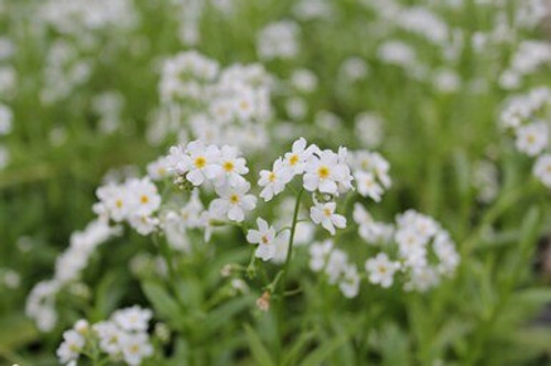 Myosotis scorpioides 'Snowflakes' - White water forget-me-not - 1 ltr Myosotis scorpioides 'Snowflakes' - White water forget-me-not - 1 ltr