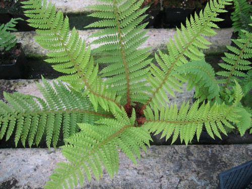 Polystichum Setiferum Proliferum 'Soft Shield Fern' 2 Ltr