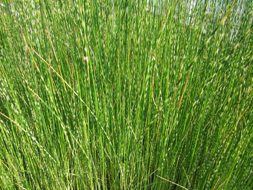 Scirpus Tabernaemontani Zebrinus 'Grey Club-Rush Zebrinus' 9cm - Pack of 3