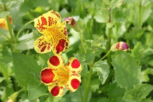 Mimulus luteus 'Queen's Prize' 3 ltr Mimulus luteus 'Queen's Prize' 3 ltr