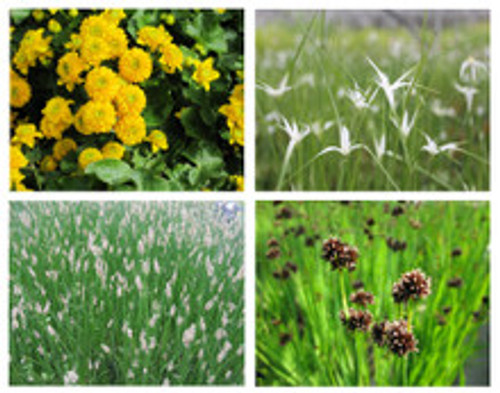 Miniature Pond Collection With Deep Water Plants 6 x 1 Ltr Miniature Pond Collection With Deep Water Plants 6 x 1 Ltr