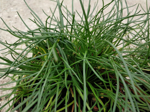 Littorella Uniflora 9cm - Pack of 3