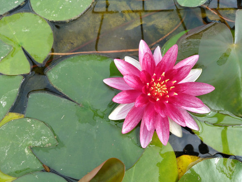 Nymphaea Alba Varigated Rubra 3 Ltr Nymphaea Alba Varigated Rubra 3 Ltr