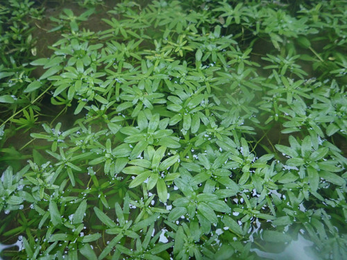 Callitriche Stagnalis - Starwort - Pack Of 5 Callitriche Stagnalis - Starwort - Pack Of 5