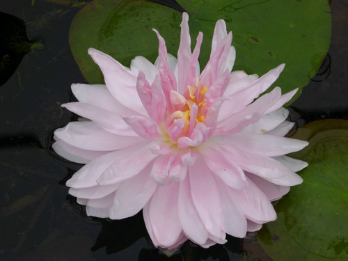 Nymphaea Gloire Temple Sur Lot (pink) 3 Ltr Nymphaea Gloire Temple Sur Lot (pink) 3 Ltr