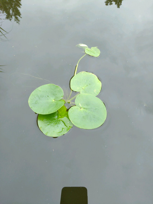 Limnobium Laevigatum 'West Indian Spongeplant' - Pack Of 5 Limnobium Laevigatum 'West Indian Spongeplant' - Pack Of 5