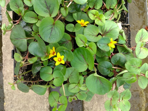 Lysimachia 'Sunburst' - 1 Ltr Lysimachia 'Sunburst' - 1 Ltr