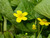 Caltha Palustris Polypetala - Giant Marsh Marigold