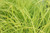 Carex Elata 'Aurea' - Golden Sedge