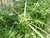 Cyperus Alternifolius - Umbrella Plant Cyperus Alternifolius - Umbrella Plant