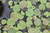 Hydrocharis Morsus Ranae - Frogbit