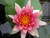 Nymphaea Conqueror (Red)