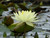 Nymphaea Joey Tomocik (Yellow)