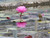 Nymphaea Mayla (Pink)