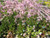 Lychnis Flos-cuculi 'Terry's Pink'