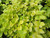 Lysimachia Nummularia Aurea- Golden Creeping Jenny