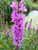 Lythrum Salicaria - Purple Loosestrife Lythrum Salicaria - Purple Loosestrife