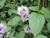 Mentha Aquatica - Water Mint