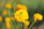 Ranunculus Acris Flore Pleno 'Primose'