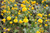 Ranunculus Acris Flore Pleno 'Primose'