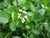 Rorippa Nasturtium Aquaticum 'Watercress'