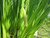 Acorus Calamus Sweet Flag 9cm - Pack of 3