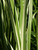 Acorus Calamus Variegatus Sweet Flag 1 Ltr