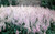Astilbe False Goats Beard White - 1 Ltr