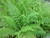 Athyrium Filix Femina - Lady Fern 9cm - Pack of 3