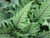 Athyrium Otoph Okanum - Eared Lady Fern 2 Ltr