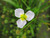 Baldellia Ranunculoides - Lesser Water-plantain 1 Ltr - Pack of 3