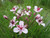Butomus Umbellatus - Flowering Rush 9cm - Pack of 3