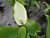 Calla Palustris - Water Arum 1 Ltr - Pack of 3