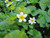 Caltha Palustris Alba - White Marsh Marigold 9cm - Pack of 3