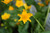Caltha Palustris Marsh Marigold 1 Ltr - Pack of 3