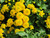Caltha Palustris Polypetala - Giant Marsh Marigold - 3Ltr