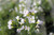 Cardamine Pratensis - Cuckoo Flower 3 Ltr