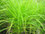 Carex Muskingumensis Musk Sedge 9cm - Pack of 3