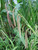 Carex Pendula - Pendulous Sedge 3 Ltr