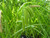 Carex Pseudocyperus - Cyperus Sedge 9cm - Pack of 3