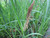 Carex Riparia - Greater Pond Sedge 1 Ltr - Pack of 3