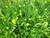 Cotula Coronopifolia - Brass Buttons 1 Ltr