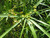 Cyperus Alternifolius - Umbrella Plant 1 Ltr - Pack of 3