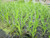 Cyperus Papyrus 3 Ltr