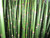 Equisetum Hyemale - Rough Horsetail 10 Ltr