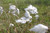 Eriophorum Angustifolium - Common Cottongrass 9cm - Pack of 3