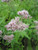 Eupatorium Cannabinum - Hemp Agrimony 3 Ltr